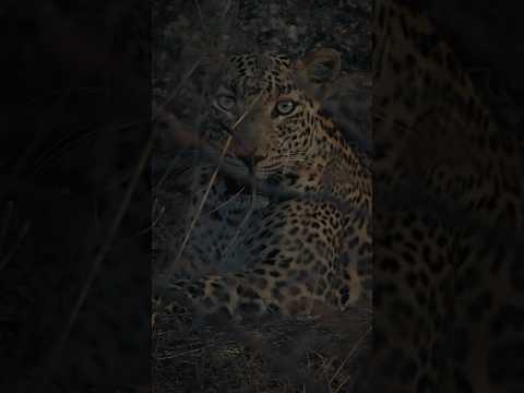 Nature's masterpiece, the magnificent spotted leopard. #wildlifephotoghraphy #leopard #shorts