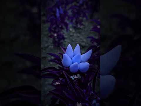 The Mysterious Purple Pepper: Unseen Footage from the Enchanted Yard