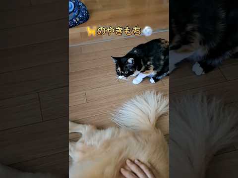 犬と猫の嫉妬の表現#shorts #ねこといぬ#みけねこ