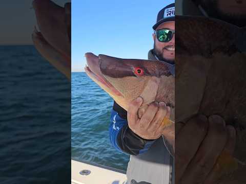 Catching Hogfish Offshore Tampa Bay