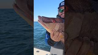 Catching Hogfish Offshore Tampa Bay