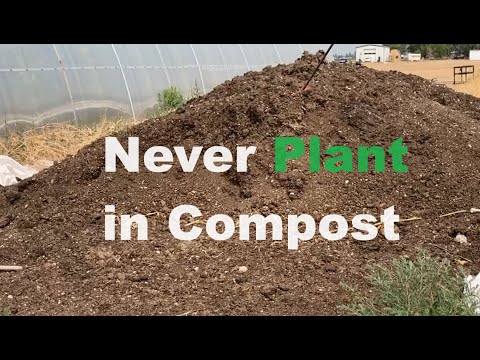 I made a big mistake by planting directly in compost rather than blended soil.  Dismal Growth!