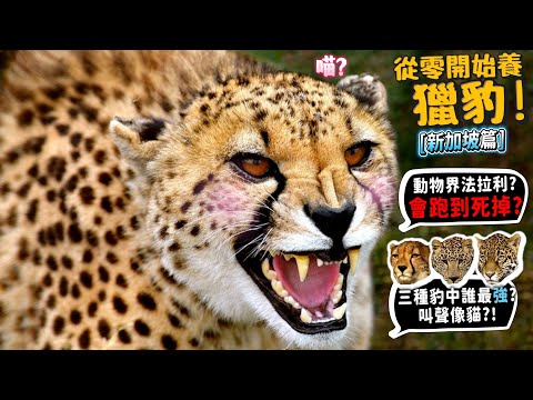 【從零開始養】獵豹!動物界法拉利!速度第一!為何會跑到死?三種豹誰最強?跟鬣狗、獅子誰強?【許伯簡芝】ft.新加坡動物園(Cheetah)