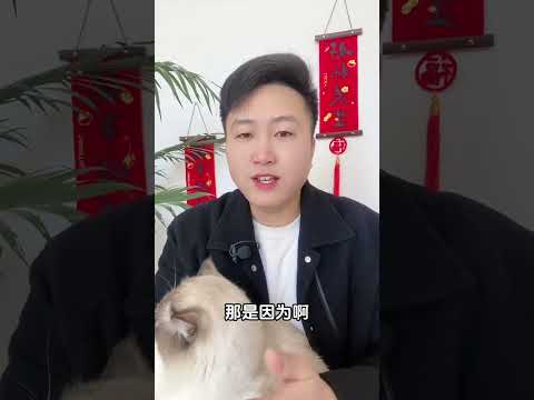 猫咪想找对象，怎么办？科学养宠攻略 养猫经验分享 养猫人 猫咪发情科学喂养