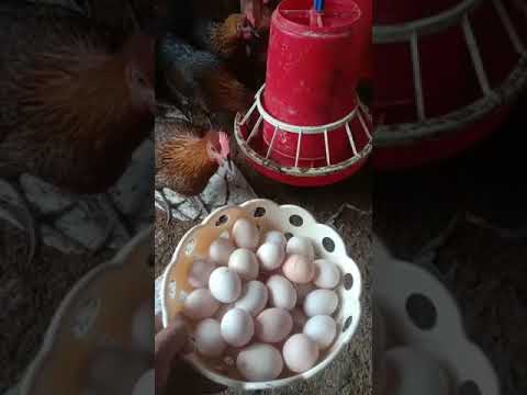 Desi Egg #chicken #desipoultryfarming