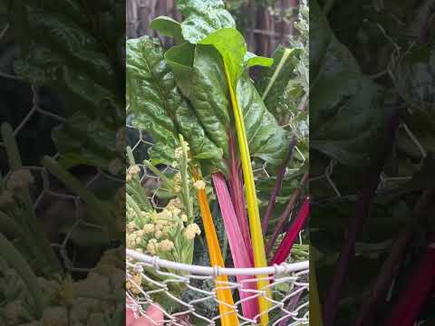 Beautiful Harvest 🌱 #shorts #gardening #gardenharvest #vegetablegardening #organicgardening #garden