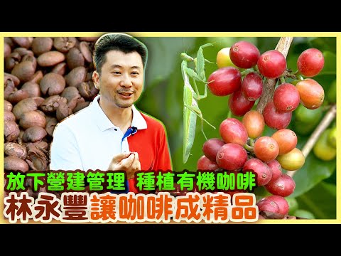 【台中新社區】小農咖啡栽種到烘焙 用心喝得到|有機無毒|美麗心台灣(191-1)