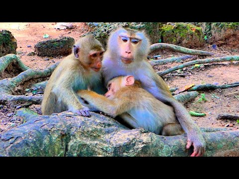 Amazing Sweetly..// Tiny LEO & sister Rainbow help grooming to Mom Libby, until LEO falls asleep.