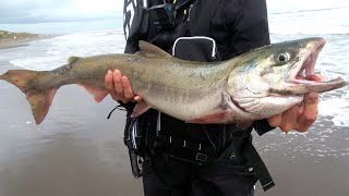 北海道でサケ釣って食べる