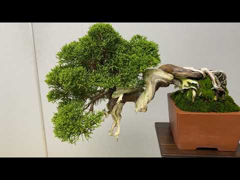 BONSAI at Ueno Green Club - 29th SHUGATEN Shohin bonsai Fair 2021 - 29回秋雅展令和3年 小品盆栽フェア (PART 4)