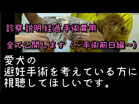 愛犬に避妊手術を考えている方に視聴してほしいです。トイプードルの避妊手術の記録（手術前日編）