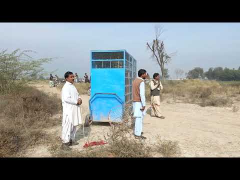 Beautiful pigeon race in South Punjab Pakistan