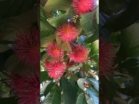 rambutan😋❤#gardendreams #plants#youtubeshorts #gardening#tree#rambutan #nature#fruit#red#trending