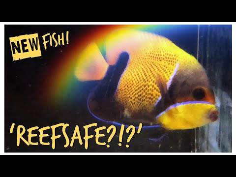 New ‘Reefsafe’ Fish - Preparing the Red Sea Reefer for Quarantine