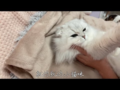 总想着出去玩儿的小猫咪是会被家暴的 你知道什么是家暴嘛