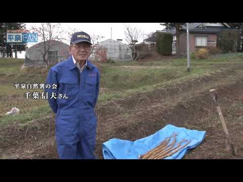 【世界遺産平泉】平泉のススメ #36 〜今が旬！平泉の自然薯〜 2015/12/16放送分