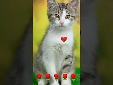 #cute #cat #catlover #video #myau #animals #status #shorts #whatsappstatus #instagram#viral