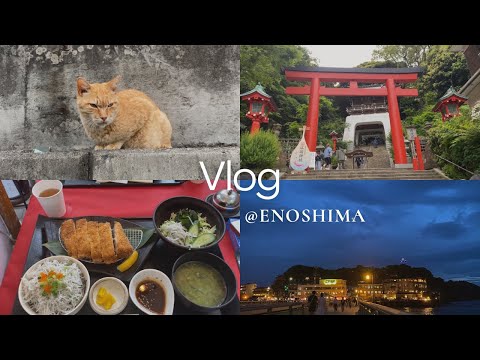 Cat Lovers' Paradise: A Cat-Themed Adventure in Enoshima with Delicious Shirasu Don