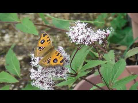 蝶が集まる秋の花 令和6年11月5日