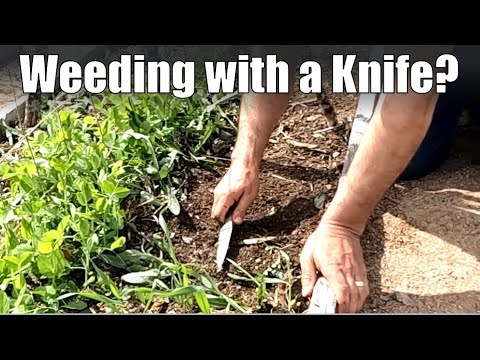 Old School Weeding with a Knife