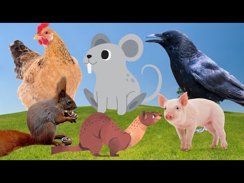 Omnivorous Animals - Chicken Monkey Crow Mouse Weasel - Animal Sounds