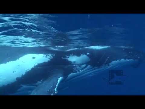 Pelagic Productions - Humpback Whales - Kingdom of Tonga