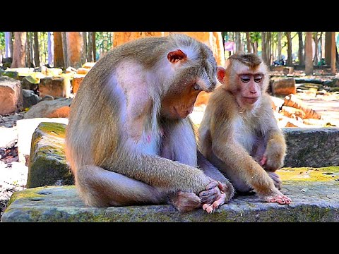 Tiny Monkey LEO help to grooming Mummy to sleep, while Rose & Luna is Perfect taking care Babies.