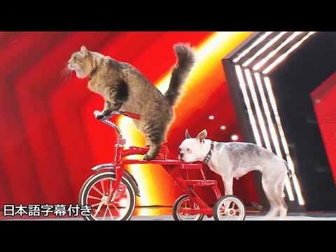 Cats on tricycle! Disabilitie animals came to the stage with AWESOME | Canada's Got Talent 2024