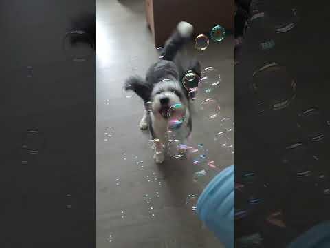 Frankie - bubbles machine