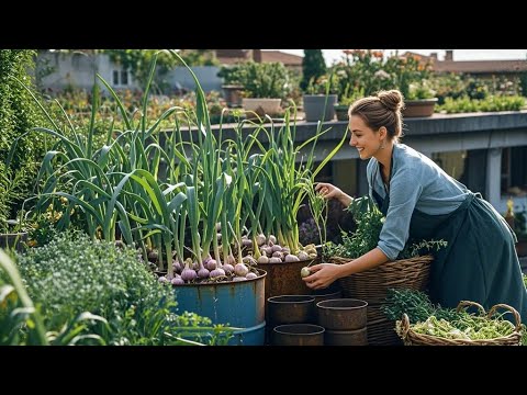 TOP 30 Methods propagating purple onions on the balcony for beginners