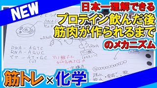 日本一理解できるプロテイン～筋肉合成【タンパク質・プロテイン・アミノ酸・BCAA】