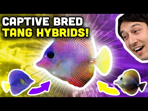 Captive Bred Tangs! Learn Everything from Hybrids to Sustainability!