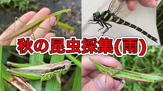 [秋の昆虫採集]雨でも色々採れました！(カマキリ・トンボ・バッタ他)