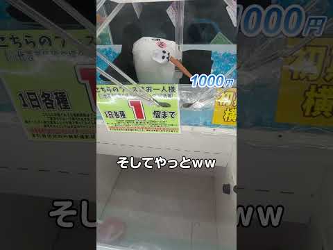 優良ゲーセンだと「ちいかわ BOO！BIGぬいぐるみ 」いくらで取れる？【千葉鑑定団松戸店】#ufoキャッチャー #クレーンゲーム #인형뽑기 #오락실 #娃娃机 #夾娃娃機 #日本夾娃娃