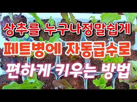 꽃보다상추 126                                 초보자도 자동급수로  페트병에 편하게 상추키우는 방법