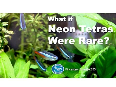 Neon Tetra Fincasters Episode 153