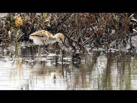 屏東縣的高蹺鴴Himantopus himantopus  （2024 05 11）