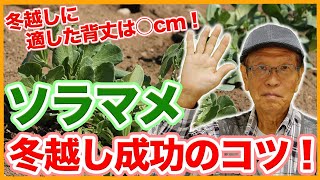 家庭菜園や農園のソラマメ栽培で冬越し成功の秘訣！寒さから守るコツとソラマメの育て方！【農家直伝】