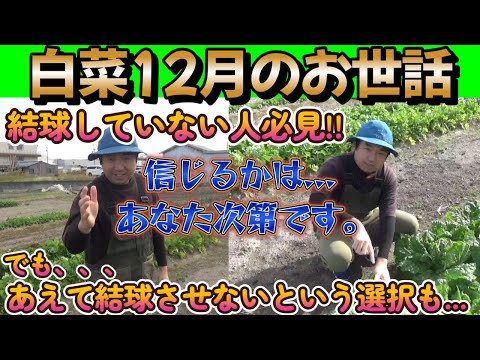 【家庭菜園】白菜が結球していない人、最終手段のお知らせ。【農業】【白菜栽培】【農業初心者】