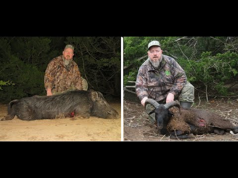 Oklahoma Hog and Ram bowhunting and product testing