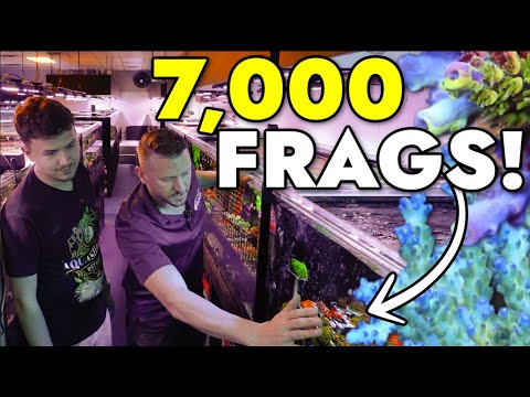 Preparing 7,000 Coral Frags For Black Friday Sale at Top Shelf Aquatics