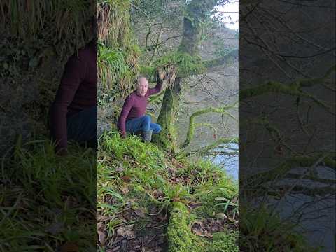 Wood Sedge (carex sylvatica) #adventure #forest #nature #explore #woodland #estuary #outdoors