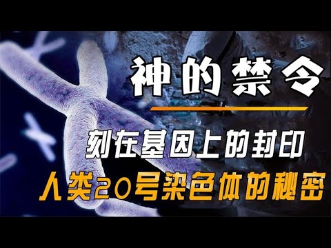 神的“禁令”，刻在基因上的封印，人类20号染色体的秘密