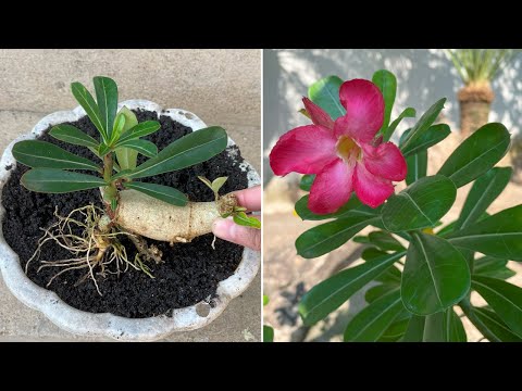 Wilted frangipani bulbs can still be revived into new plants when using this cream