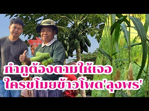 กำภูต้องตามตัวให้ได้ ใครขโมยข้าวโพดลุงพร#บ้านสวนกำภูEp1206