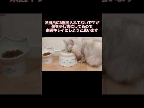 季節の変わり目キツイですね#ギックリ腰 #ねこのいる生活 #ペルシャ猫 #ココシャネル