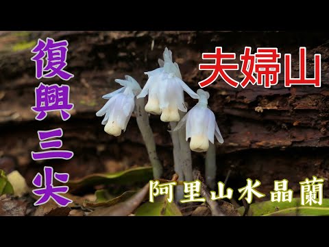 滿山遍野都有蘭花的夫婦山 | 根節蘭 | 阿里山水晶蘭 | 復興三尖 | 登山 | 中級山