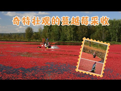 Cranberry 蔓越莓——“北美紅寶石”，腦洞大開的奇特採收方式，場面壯觀震撼，令人眼界大開！