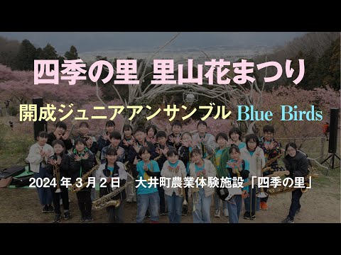 四季の里 里山花まつり 2024 - 開成ジュニアアンサンブル Blue Birds