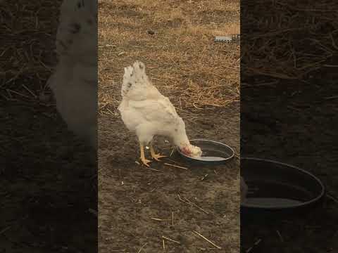 Trink 💧💦 Beautiful Chicken